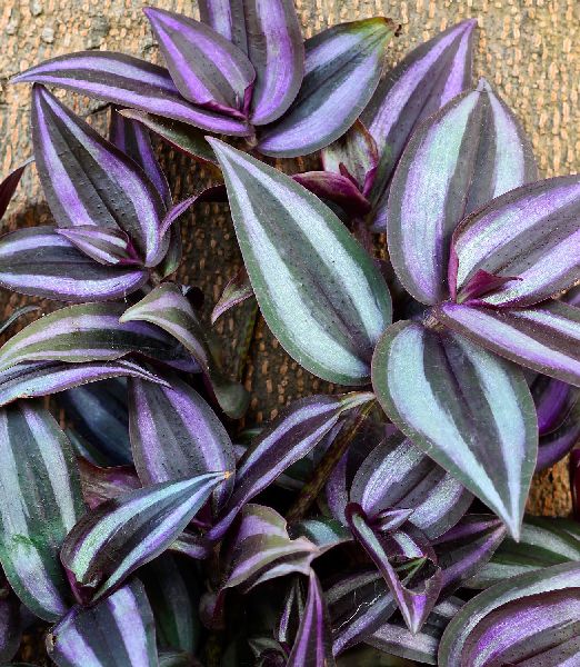 Tradescantia zebrina 'Violet Hill'